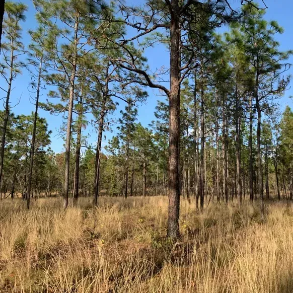 thumbnail for publication: How Grasses Promote Frequent Fires in Southeastern Pine Savanna Ecosystems